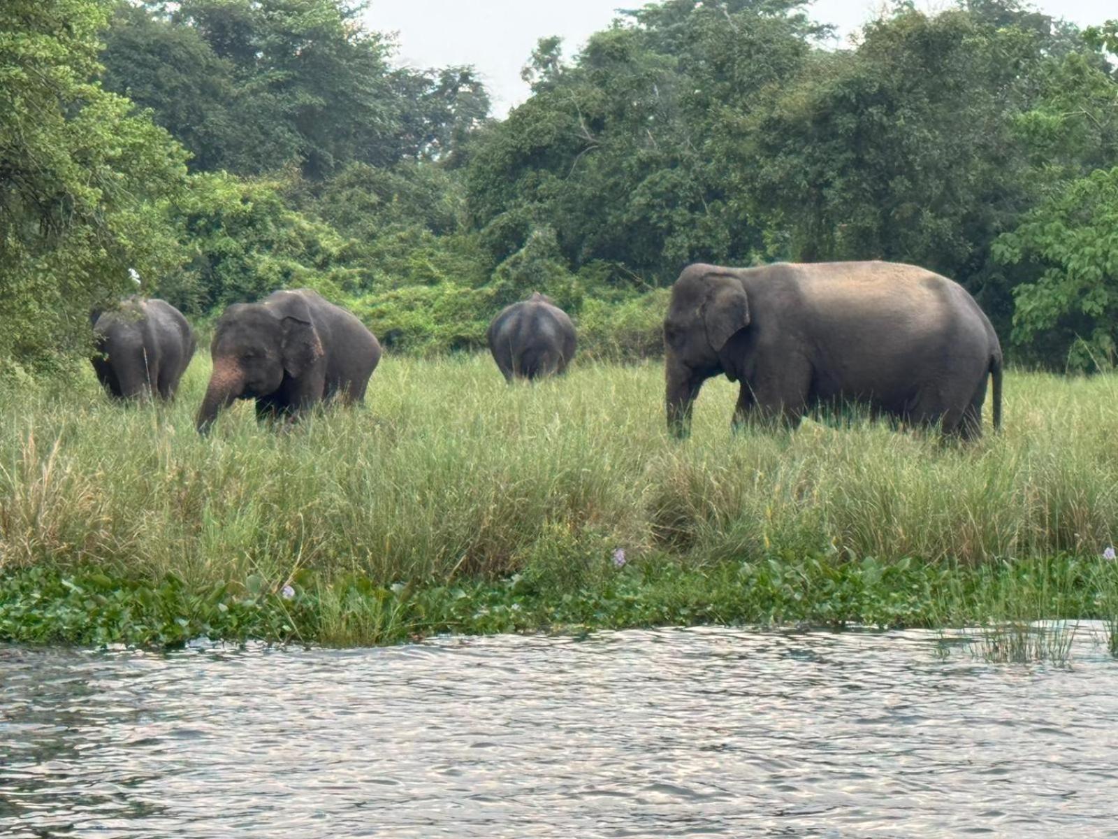 Geethani Tourist Home Polonnaruwa Eksteriør bilde